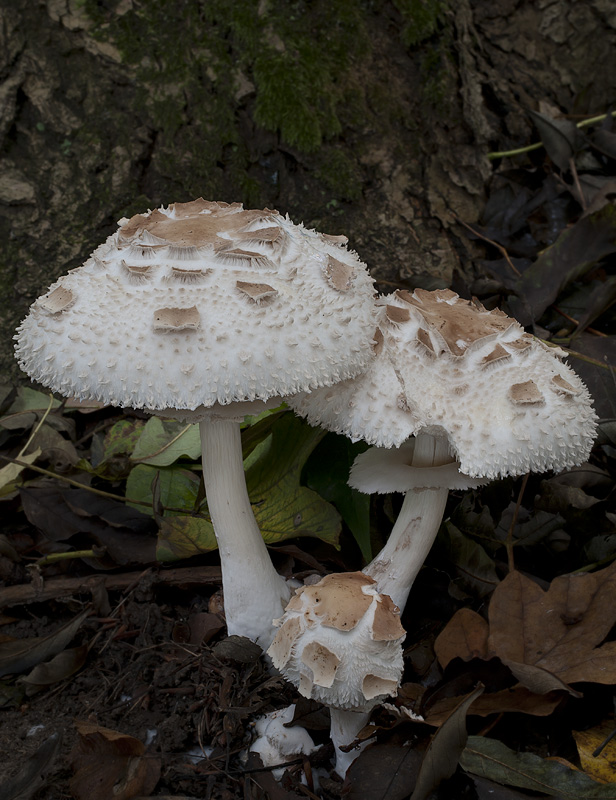 Chlorophyllum brunneum